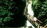 青城山夏天