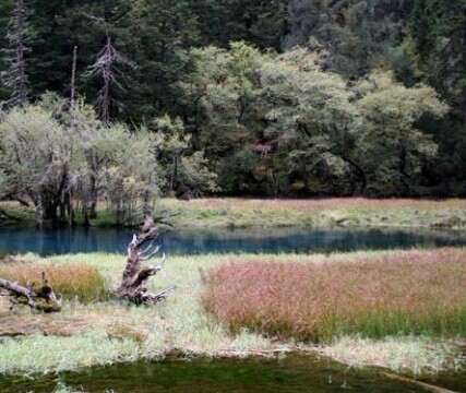 草海caohai2010年春天夏天海拔2910米，面积3万平方米，属半沼泽湖泊