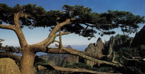 扇子松-黄山旅游