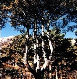 团结松-黄山北海景区